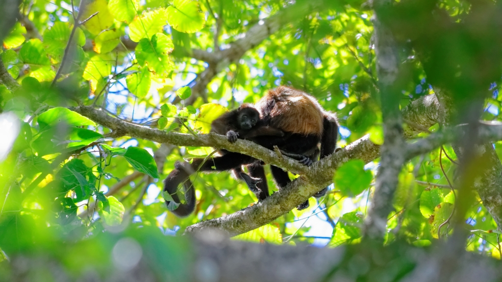 20 - Cahuita NP (16).jpg